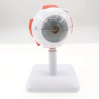3x life size ocular anatomy eyeball model enlargement pupil vision correction for medical education teaching resources