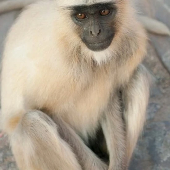 Лангур обезьяна Янтарный форт Джайпур Раджастхан Индия. Постер печать Inger Hogstrom