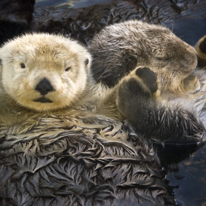 Captive Two Sea Otters удерживающие лапы в ванкуверском аквариуме Ванкувере Британская