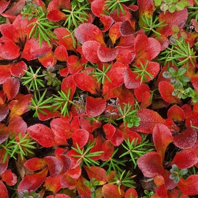 Крупным планом тундры растений осенью цвета в национальном парке Денали Аляска