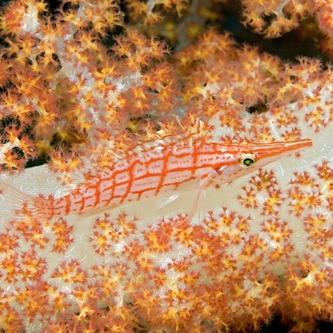 Малайзийский остров сипидан Longnose Hawkfish (оксицирритовый типус) на алционарийском