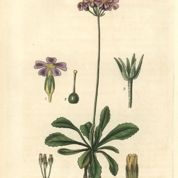 Маленький Американский птичий глаз или Mistassini Primrosea плакат печать Florilegius Mary Evans