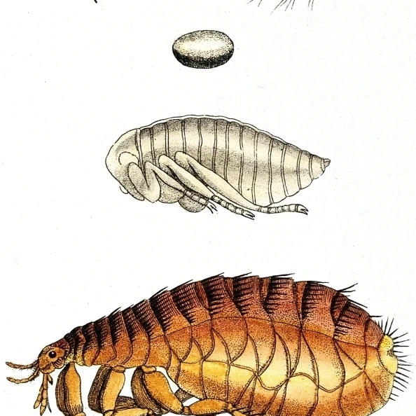 Собака Flea Lifecycle плакат иллюстрация Print by Science Source (24x36)|Таблички и знаки| |