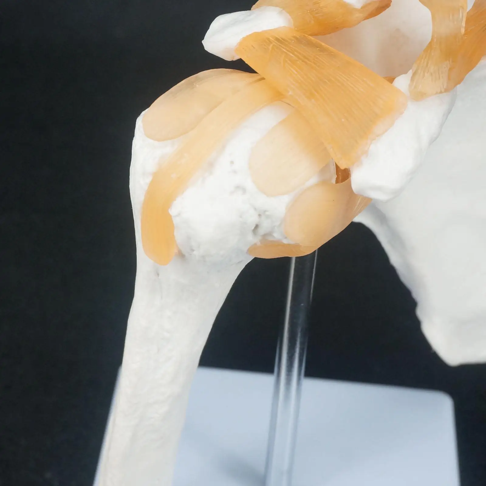 Наплечная анатомическая модель скелета Размер жизни медицинская Анатомия