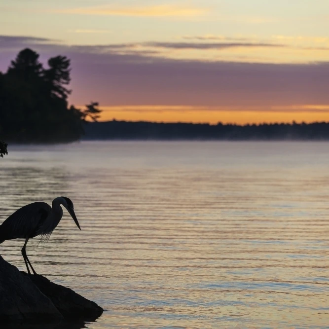 Голубая цапля от Balsam Lake at sunrise Ontario Canada Poster Print (38x24) | Дом и сад