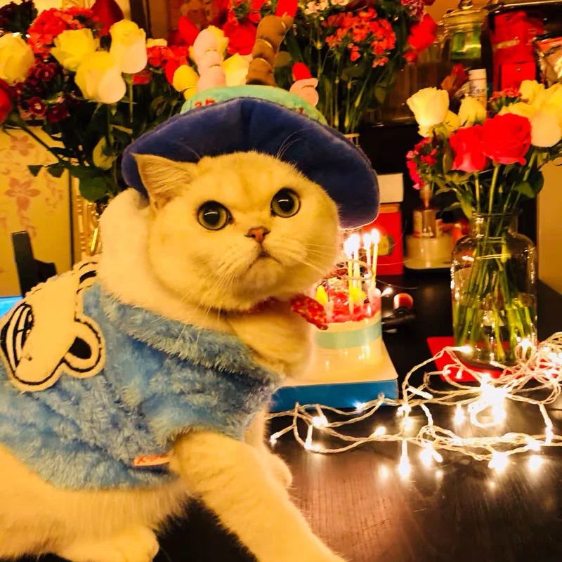 Happy Birthday Pet Products Accessories Cat Dog Hat Cute Fashion New wholesale 10 pieces | Дом и сад