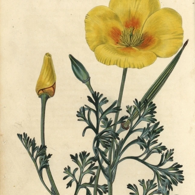 Желтый цветком Калифорнийский Мак Eschscholzia Californica плакат печать Florilegius Мэри Эванс