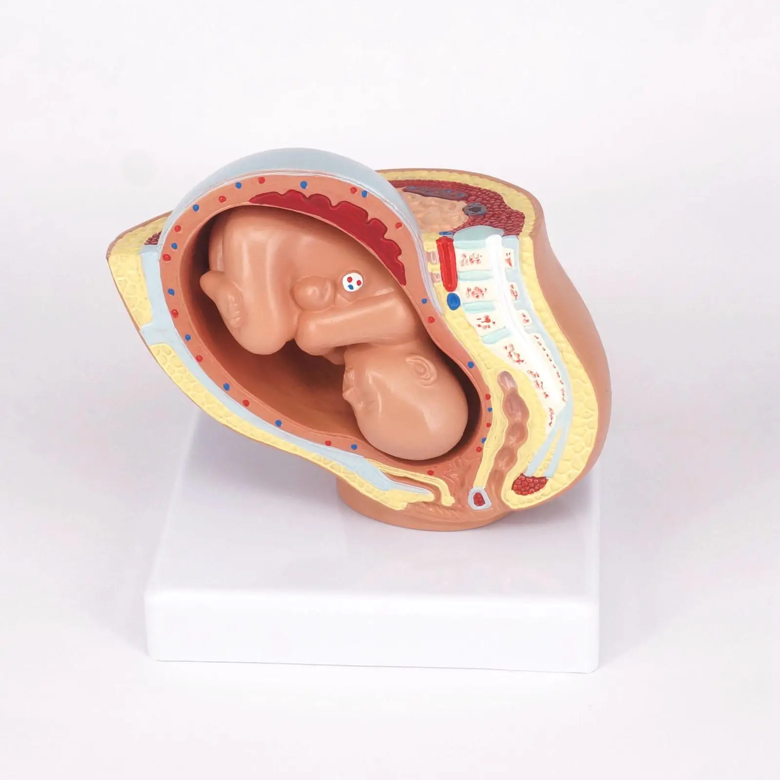 

Human Female Pelvic Section Pregnancy Anatomical Model Medical Pelvis Anatomy Teaching Resources