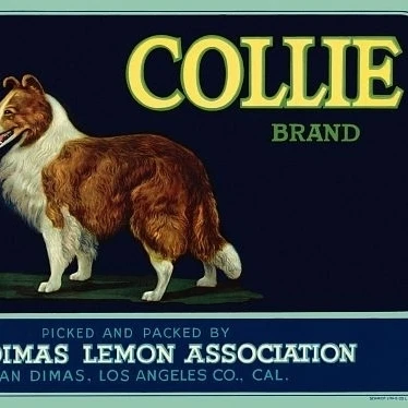 Collie Brand Lemons винтажный рекламный плакат Принт (36x54)|Таблички и знаки| |