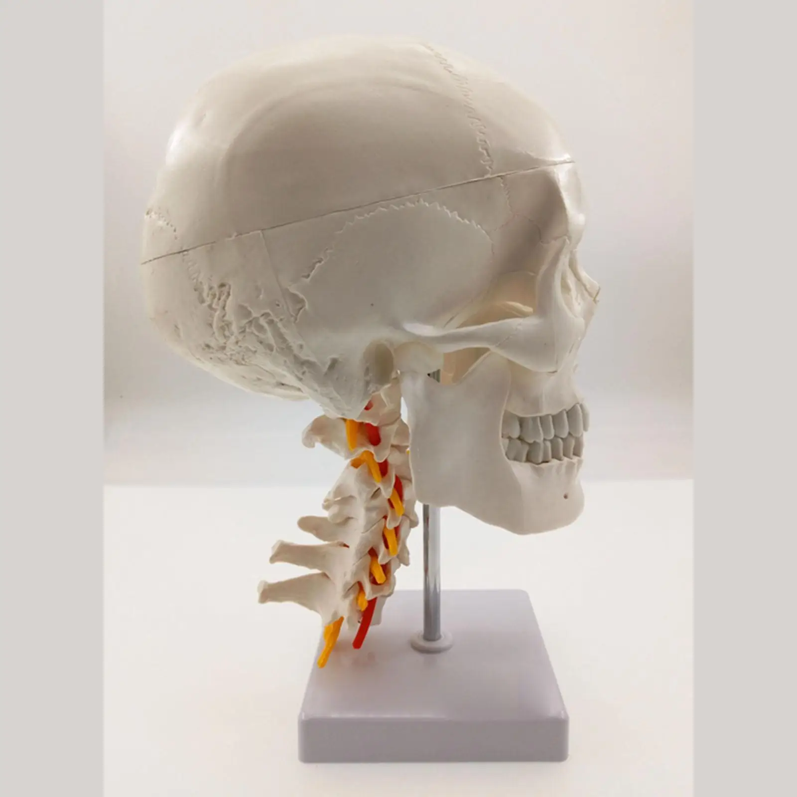 Natural Life Size Skull-on Cervical Vertebrae with Nerves For Art Sketch Medical Teaching Resources