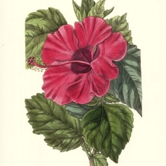 Античный плакат Hibiscus II -13x19 Таблички и знаки  | Отзывы и видеообзор