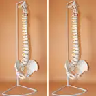 Гибкая анатомическая модель человеческого позвоночника, 73 см, в натуральную величину, с подставкой, для школы, медицинской науки, образовательная модель