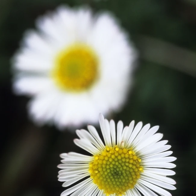 Селективный фокус на одном из трех белый и желтый плакат Дейзи печати