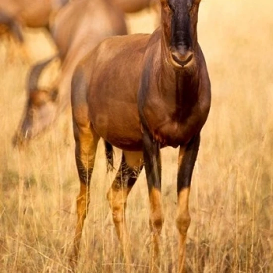 Женская одежда topi standing on grassy plain Masai Mara Game Reserve Kenya Print by Alison Jones (11x17)|Таблички и знаки|
