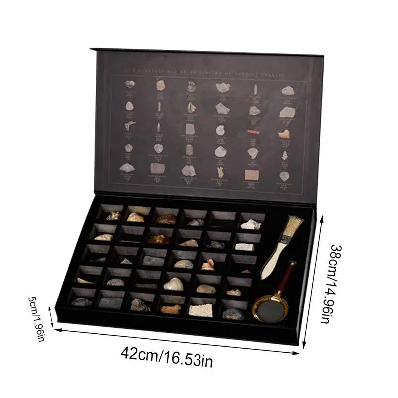32 шт. Fossil набор включает 30 шт. натуральный Палеонтологический ископаемый образец коллекции