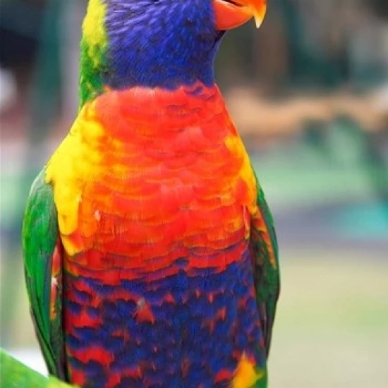 Радуга Lorikeet Австралия (вид сбоку) плакат печать Дэвида Уолл (17x26)|Таблички и знаки|