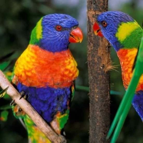 Австралия пара Радуга Lorikeets птица плакат печати Питер Скиннер (18x27)|Таблички и