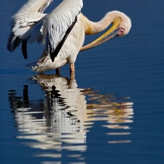 Белый пеликан птица озеро Накуру национальный парк Кения плакат печать Адама