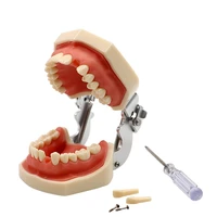 dental detachable teeth model with screwdriver dental soft gum standard tooth model with 28 removable teeth oral dentist tools