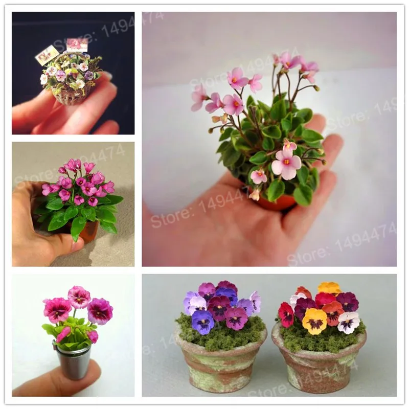 100 шт мини Панси растения бонсаи смешанные цвета красивый цветок Plantas волнистые