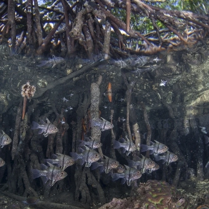 Orbiculate cardinalfish плавание под мангровой плакат с изображением дерева печати (17x11) |