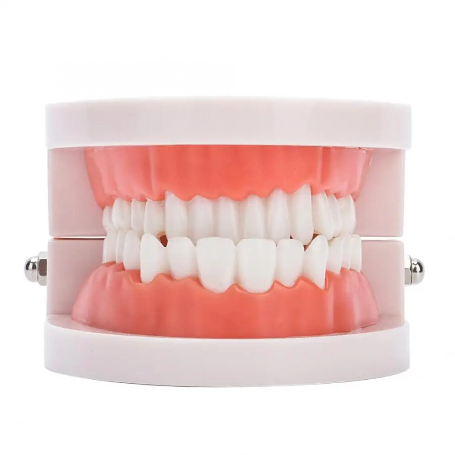 

28Pcs Standard Adult Teeth Model Medical Teaching Tool Dentist Dental Denture Gums Model False Teeth Dental Equipment