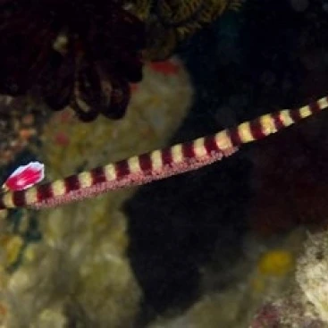 Pipefish постер печать Jaynes Gallery (26x18)| |