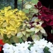 Экзотические цветы в Глазго ботанические сады Шотландии плакат печать