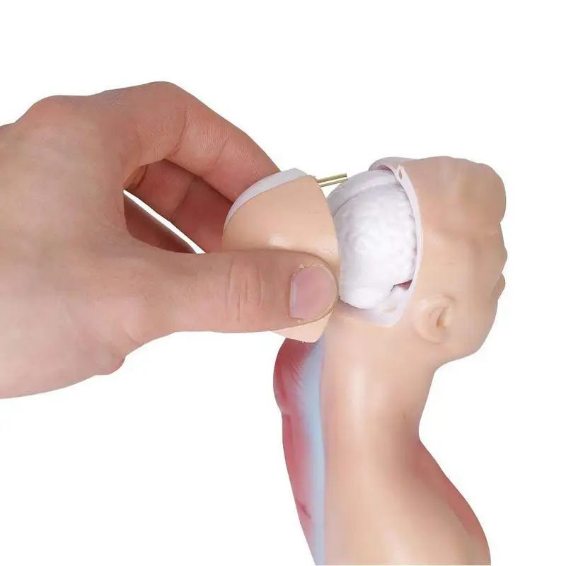 Модель человеческого тела 28 см. внутренние туловища анатомическая модель для