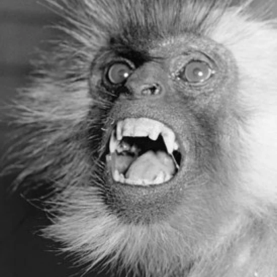 Крупным планом серый langur с его открытым ртом плакат печать (18x24) | Дом и сад