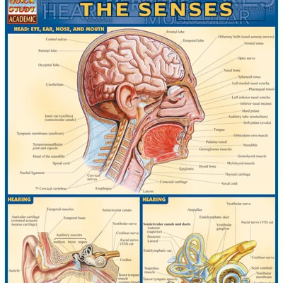 BarCharts Inc. 9781572224995 Senses| |