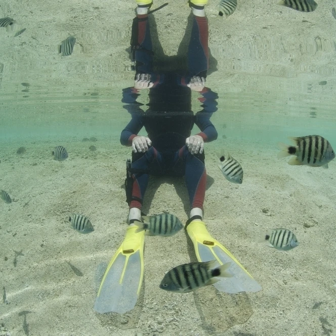 Сноркеллер сидит в мелководье среди черного хвоста sergeant плакат с изображением