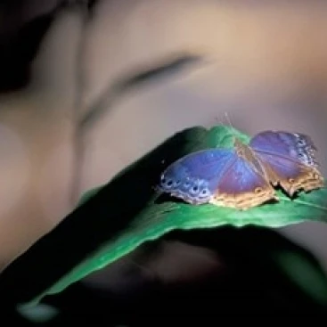 Красочные крылья бабочки Gombe национальный парк Танзании плакат печать Кристин