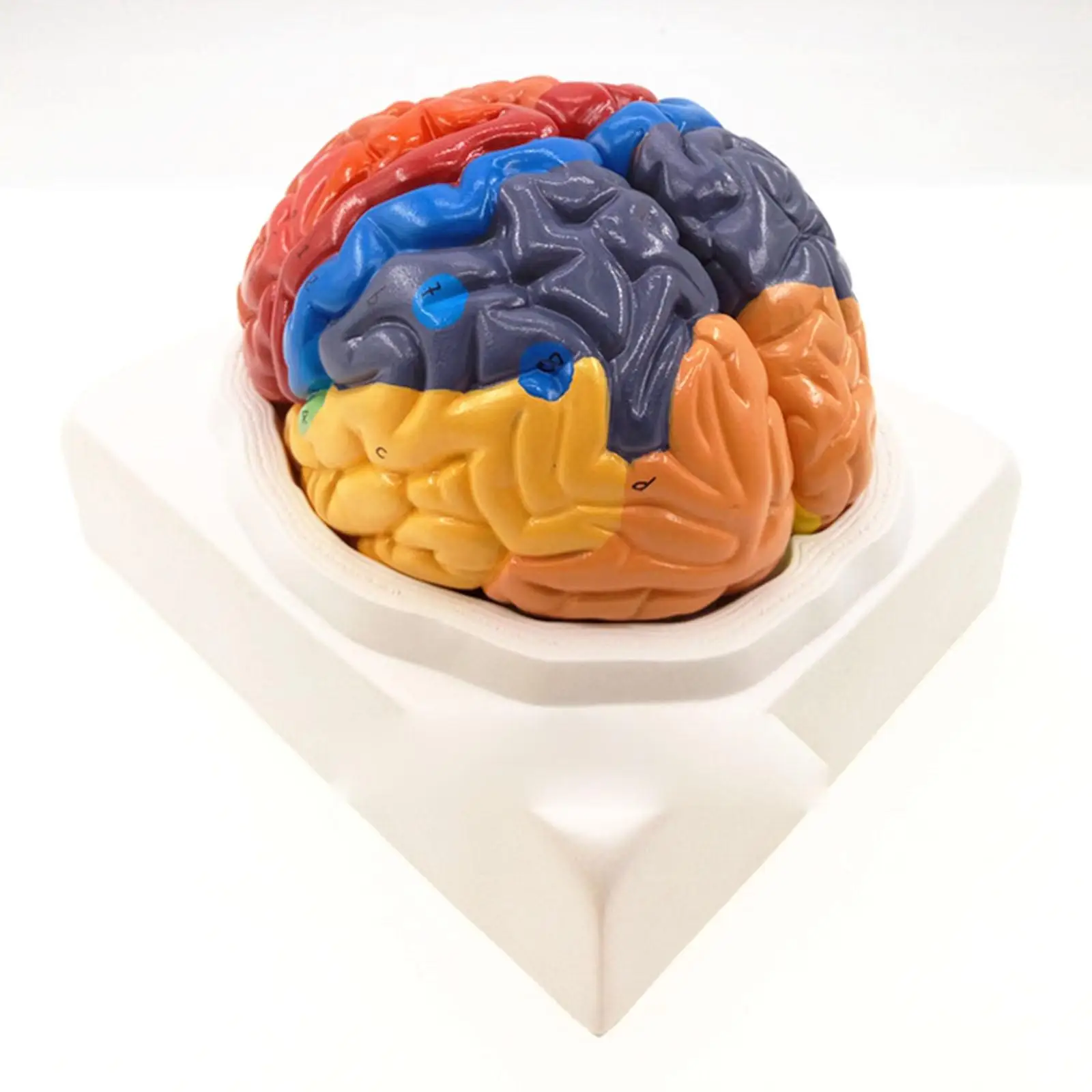 2 части цвет человеческого мозга функция домена анатомическая модель для медиков