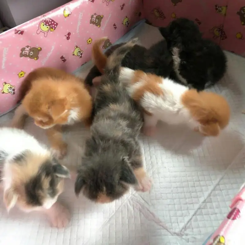 Водопоглощение Pet Pee тренировочные подкладки прокладка для приучения к туалету