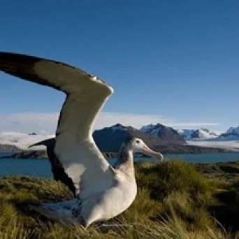 Wandering Albatross птица плакат печать Paul Souders (36x22)|Таблички и знаки| |
