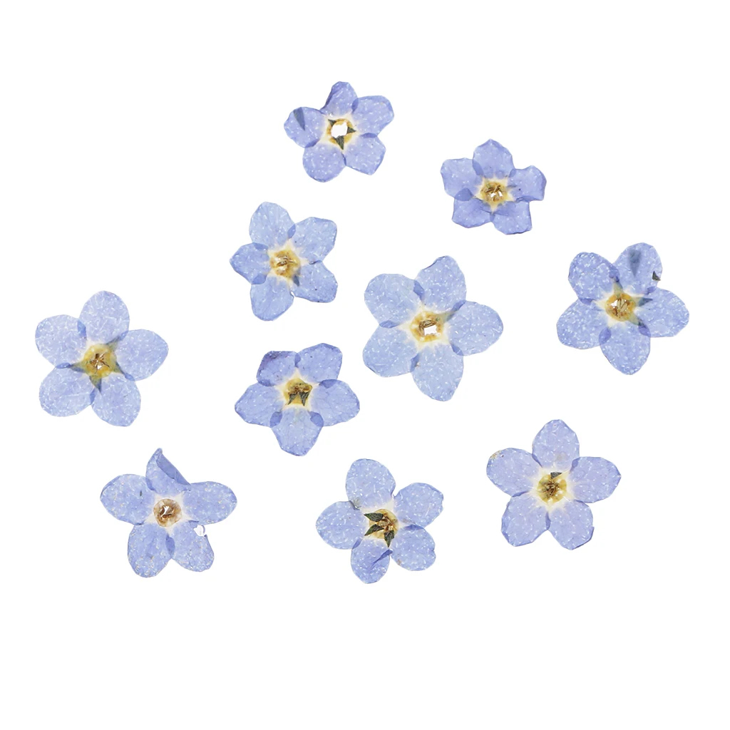 10 шт. натуральный прессованный высушенный цветок для рукоделия