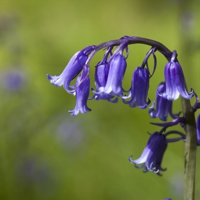 Bluebell (hyacinthoides) Northumberland england Poster Print (38x24)| |