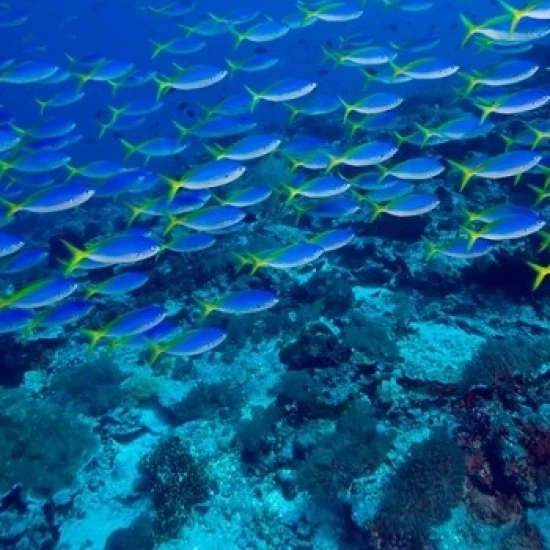 Сине Золотой Fusilier fish Raja Ampat Indonesia плакат печать Стюартом вестморлендом