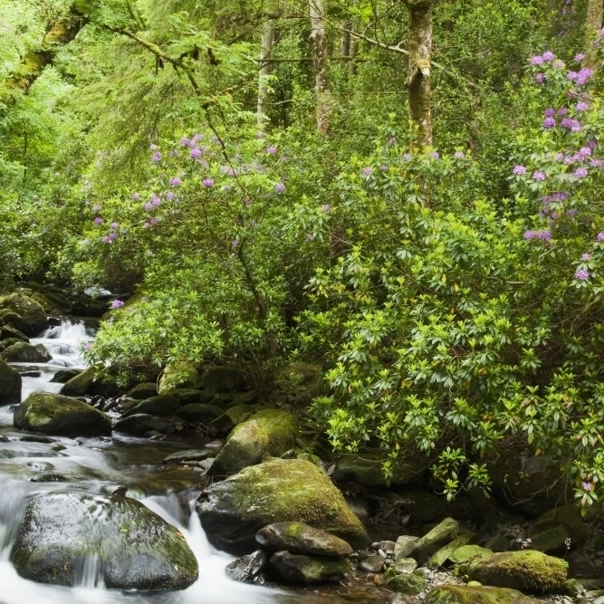Вода течет вниз по реке в окружении пышных деревьев возле Torc водопад Killarney