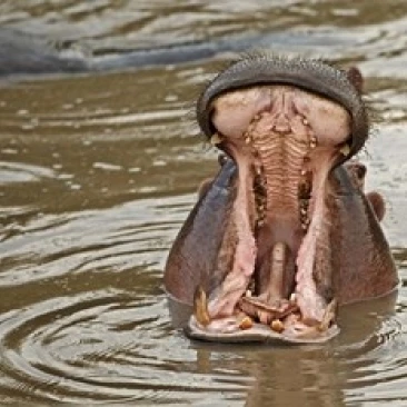 Фото Hippopotamus threat Mara River Maasai Kenya Poster Print by Adam Jones (35 x 23) Дом и сад Hippopotamus threat Mara River Maasai Kenya Poster Print by Adam Jones (35 x 23) Дом и сад