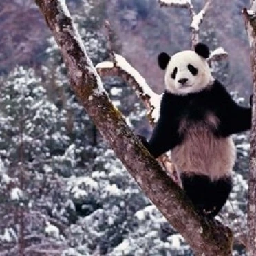Гигантская панда стоя на дереве Wolong Sichuan Китай Плакат Печать Керен Су