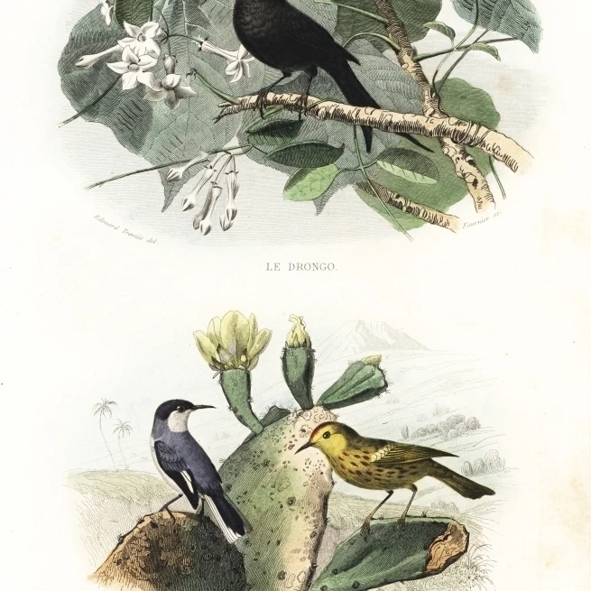 Crested Drongo And American Yellow Warbler постер печать Florilegius Мэри Эванс (18X24)|Таблички и знаки| |