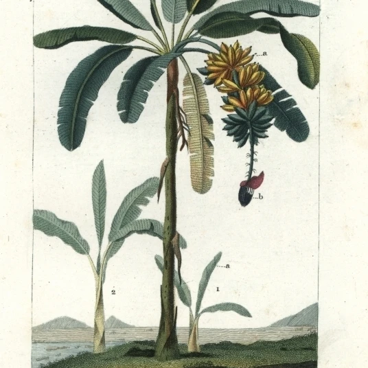 В виде яблока банана Муса Acuminata I Balbisiana плакат печать Florilegius Мэри Эванс