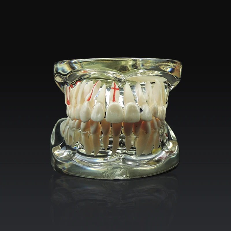 Стоматологическая Исследование Учебная модель стоматологического Стандартный