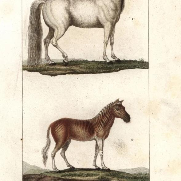 Конь Equus Ferus Caballus And Extinct Quaggaa плакат печать Florilegius Мэри Эванс (24X36)|Таблички и знаки| |