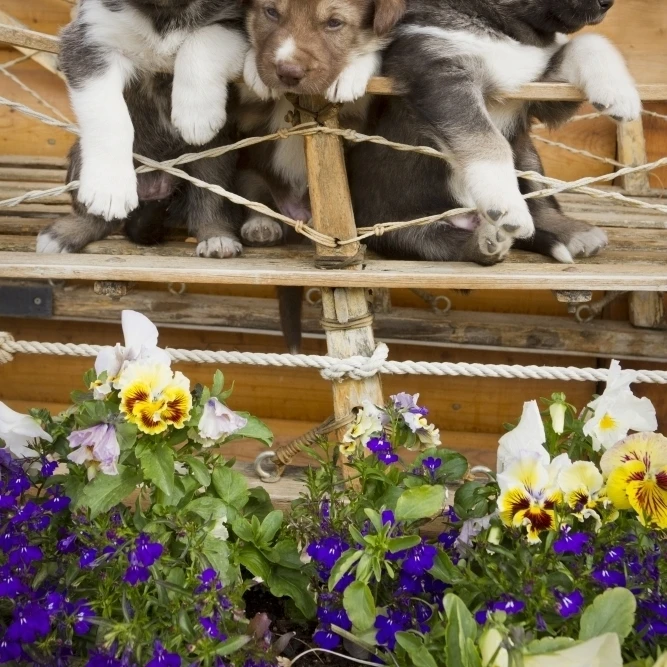 Iditarod Alaskan Husky Puppies Pose In Traditional деревянные сани Аляска летний плакат Принт (22x34) | Дом