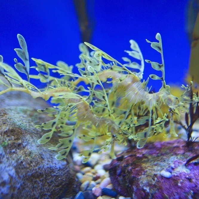 Листовые seadragon (phycodurus eques) в monterey bay aquarium Монтерей Калифорния Соединенные Штаты