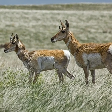 Pronghorn antelope в национальном парке badlands Южная Дакота США плакат печать (44x20)|Таблички