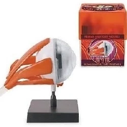 Tedco Toys 32370-EYE Bio Signs Eye анатомическая модель для глаз |